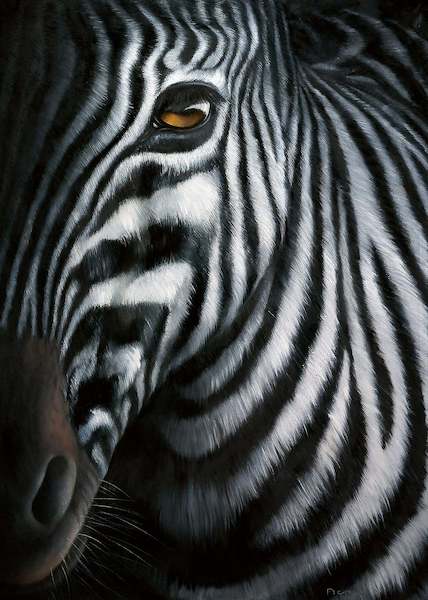 60cm x 80cm Zebra I von PLATH,JUTTA