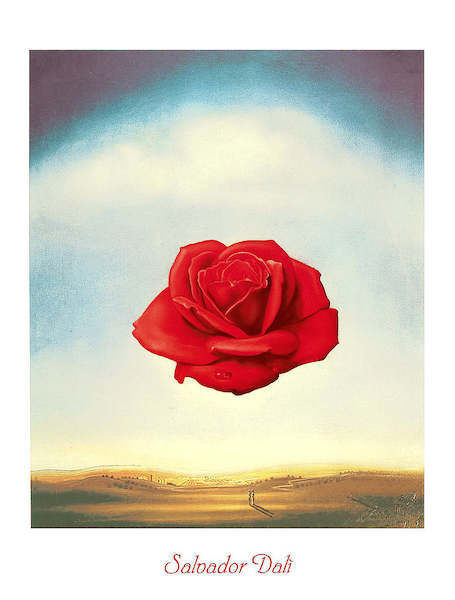 60cm x 80cm Rose meditative von Salvador Dali