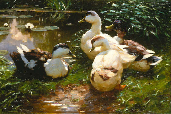 Array Enten am Seerosenteich           von Alexander Koester