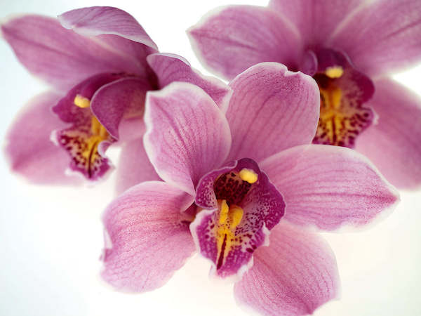 Array Orchid Kiss von Micha Pawlitzki