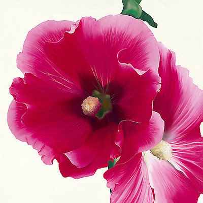 Array Pink Hollyhock I von Stephanie Andrew