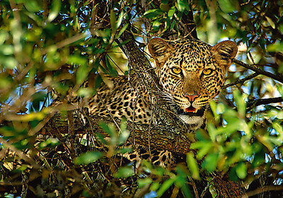 Array Leopard Camouflage von Xavier Ortega