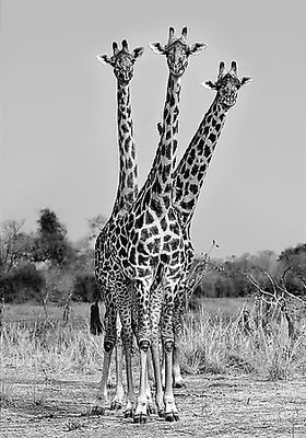 Array Giraffes Three von Xavier Ortega