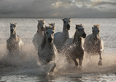 Array Horses Landing at the Beach von Jorge Llovet