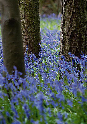 Array Bluebell Wood l von Tom Lambert