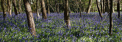 Array Bluebell Wood lI von Tom Lambert