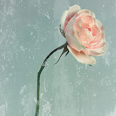 100cm x 100cm Romantic Pink Rose von Tom Lambert