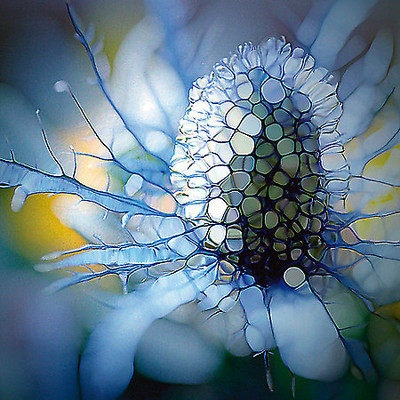 Array Eisdistel von Renate M. Schmidt