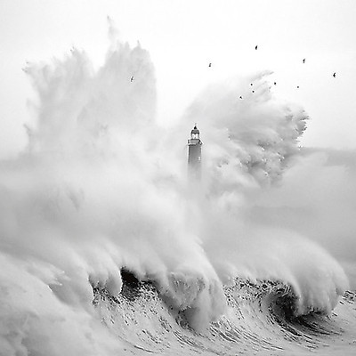 Array Birds in the Storm von Marina Cano