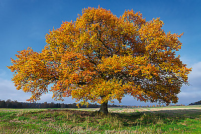 Array Golden Oak von Hans Strand