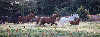 Array Family Together II von Jorge Llovet