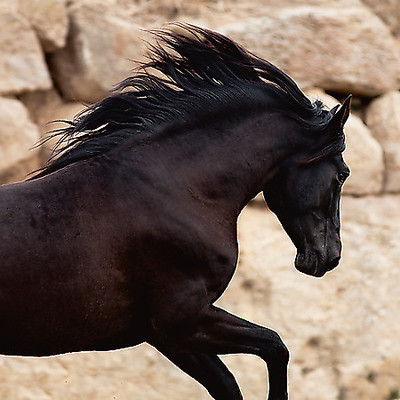 Array Black Power von Jorge Llovet