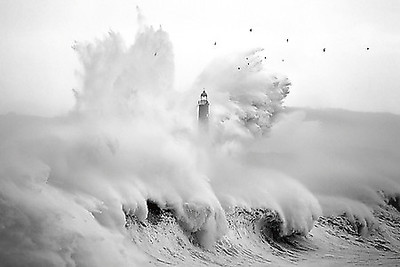 Array Birds in the Storm von Marina Cano