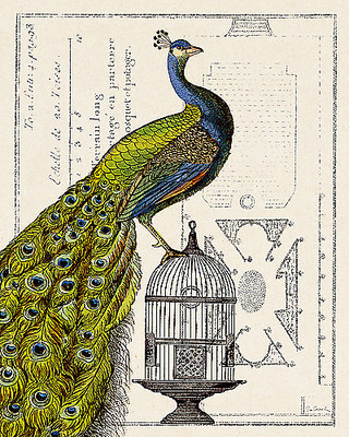 Array Peacock Birdcage I von Sue Schlabach