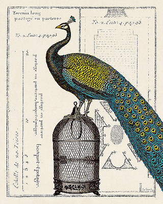 Array Peacock Birdcage II von Sue Schlabach