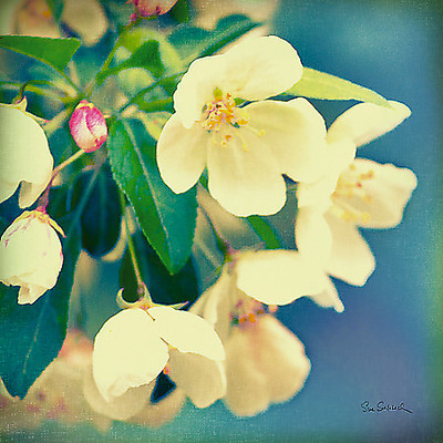 Array Natures Apple Blossom von Sue Schlabach