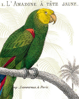 Array Parrot Botanique I von Wild Apple Portfolio