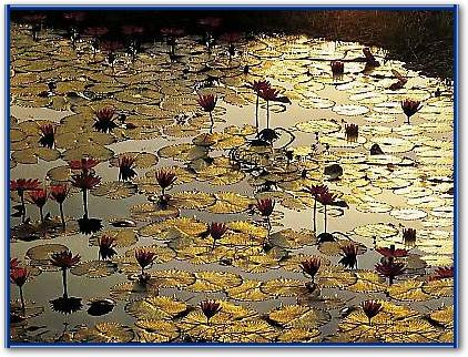 Lotus Pond von BAUMANN