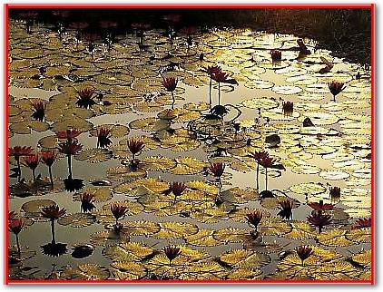 Lotus Pond von BAUMANN