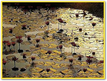 Lotus Pond von BAUMANN