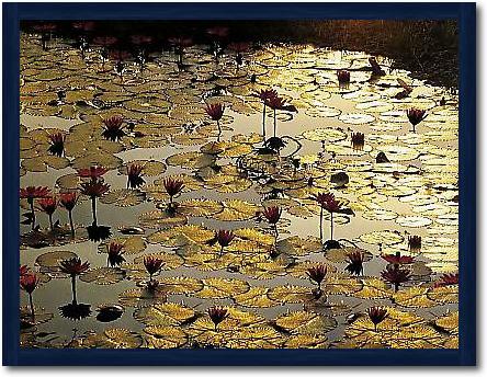Lotus Pond von BAUMANN