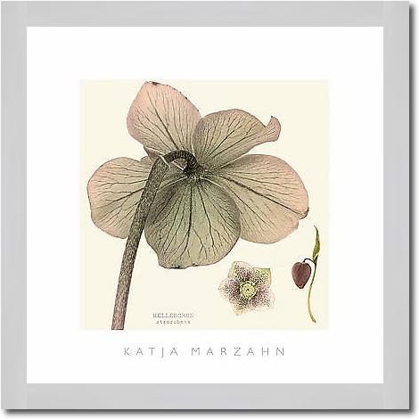 Hellebore II von MARZAHN,KATJA