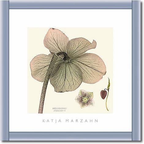 Hellebore II von MARZAHN,KATJA