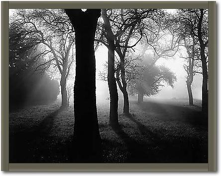Bäume im Nebel I von WEBER,TOM
