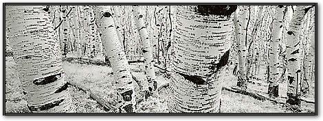 Dixie National Forest - Utah - USA von Helmut Hirler