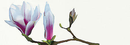 Magnolia solitaire von Andrew, Stephanie