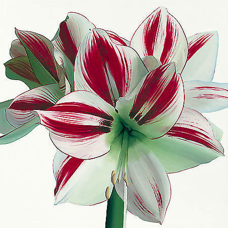 Amaryllis von Andrew, Stephanie