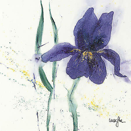 Iris II von Marthe, 