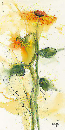 Tournesol II von Marthe, 