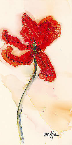 Tulipe III von Marthe, 