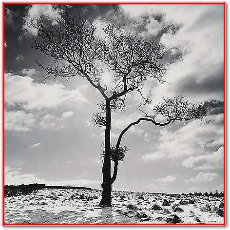 Lone Tree # 2, Peak District, England von Butcher, Dave