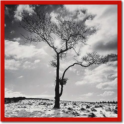 Lone Tree # 2, Peak District, England von Butcher, Dave