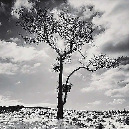 Lone Tree # 2, Peak District, England von Butcher, Dave