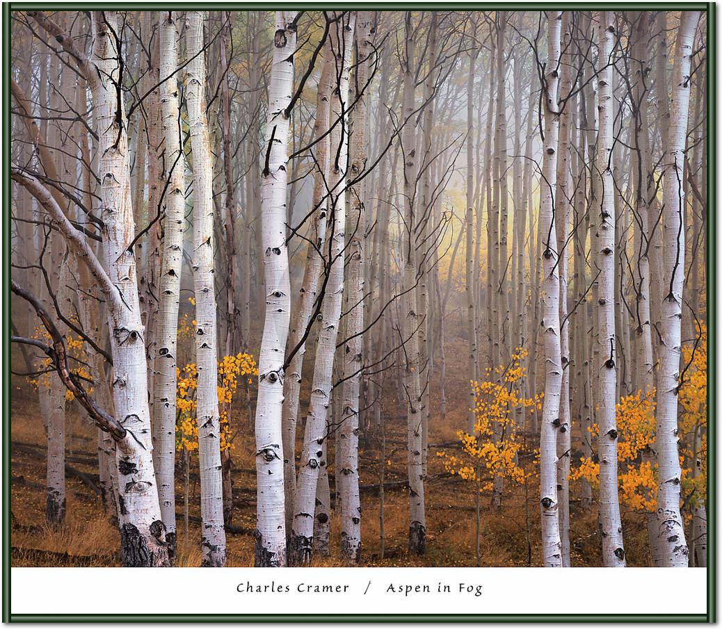 Aspen in Fog                     von Charles Cramer