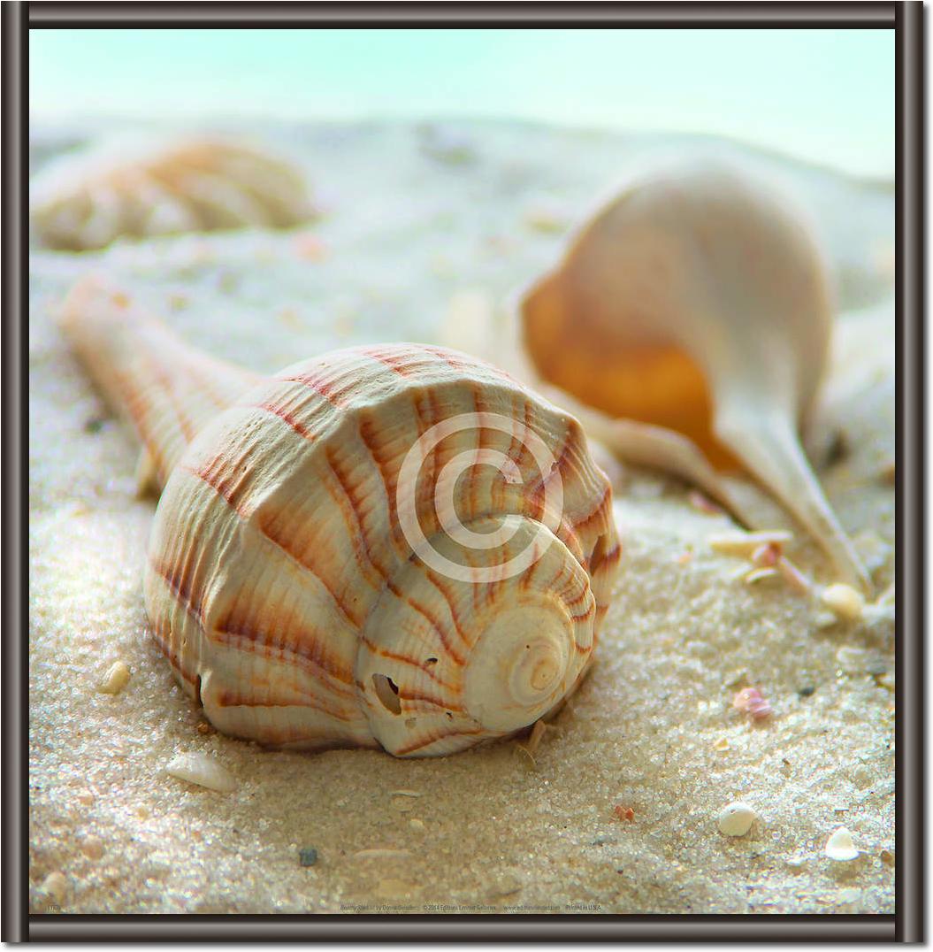 Beach Shell III                  von Donna Geissler