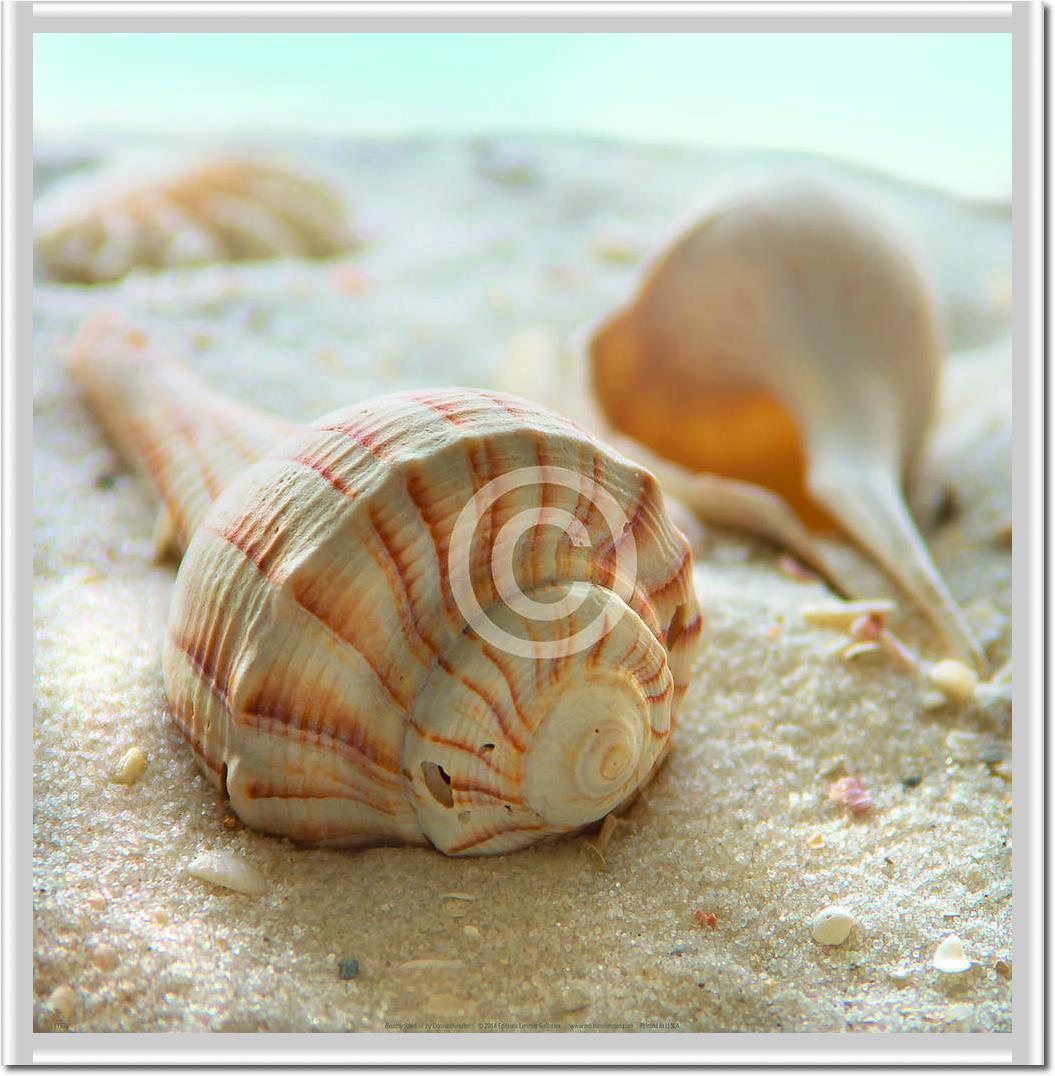 Beach Shell III                  von Donna Geissler