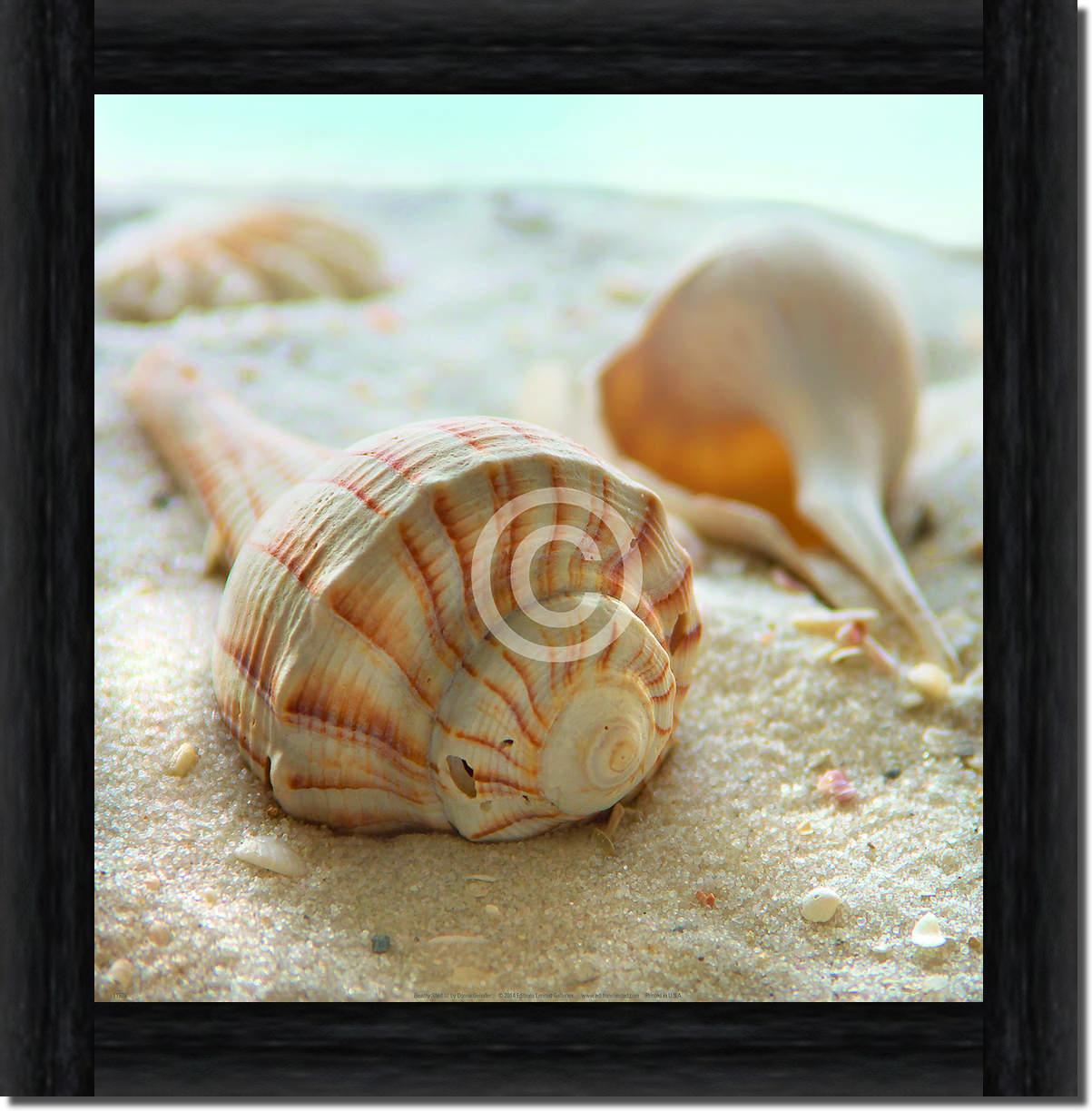 Beach Shell III                  von Donna Geissler