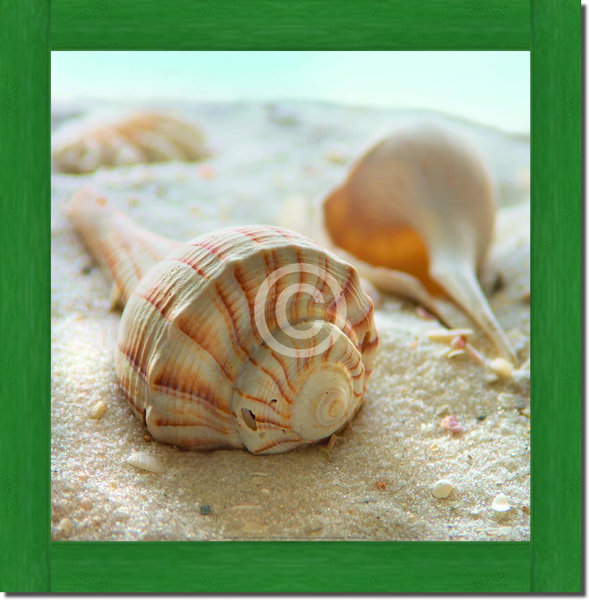 Beach Shell III                  von Donna Geissler