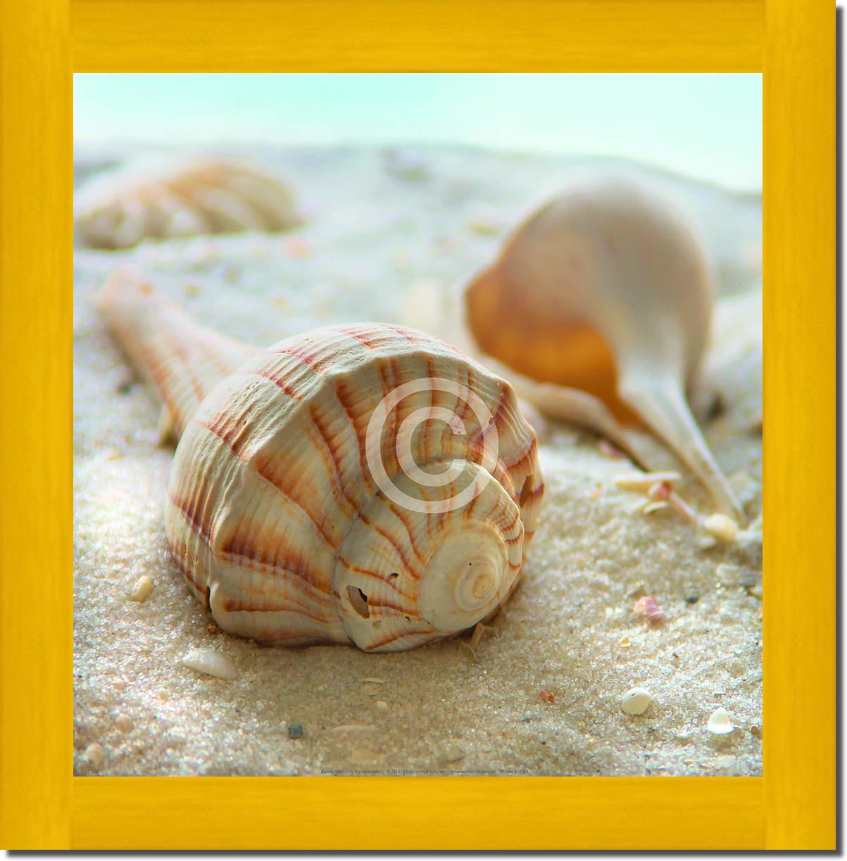 Beach Shell III                  von Donna Geissler