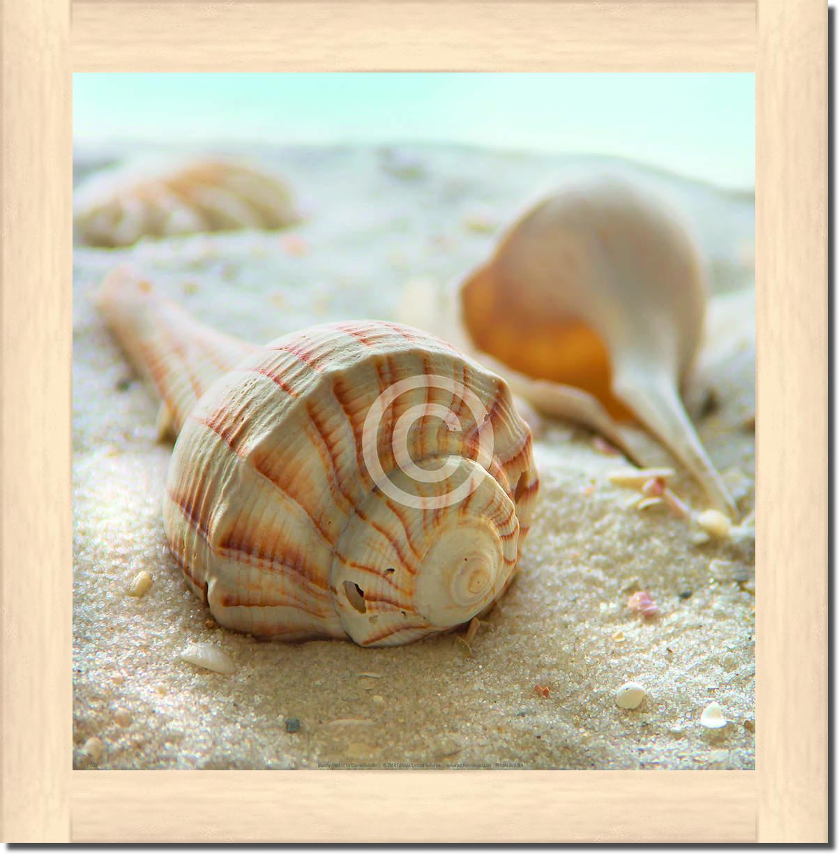 Beach Shell III                  von Donna Geissler