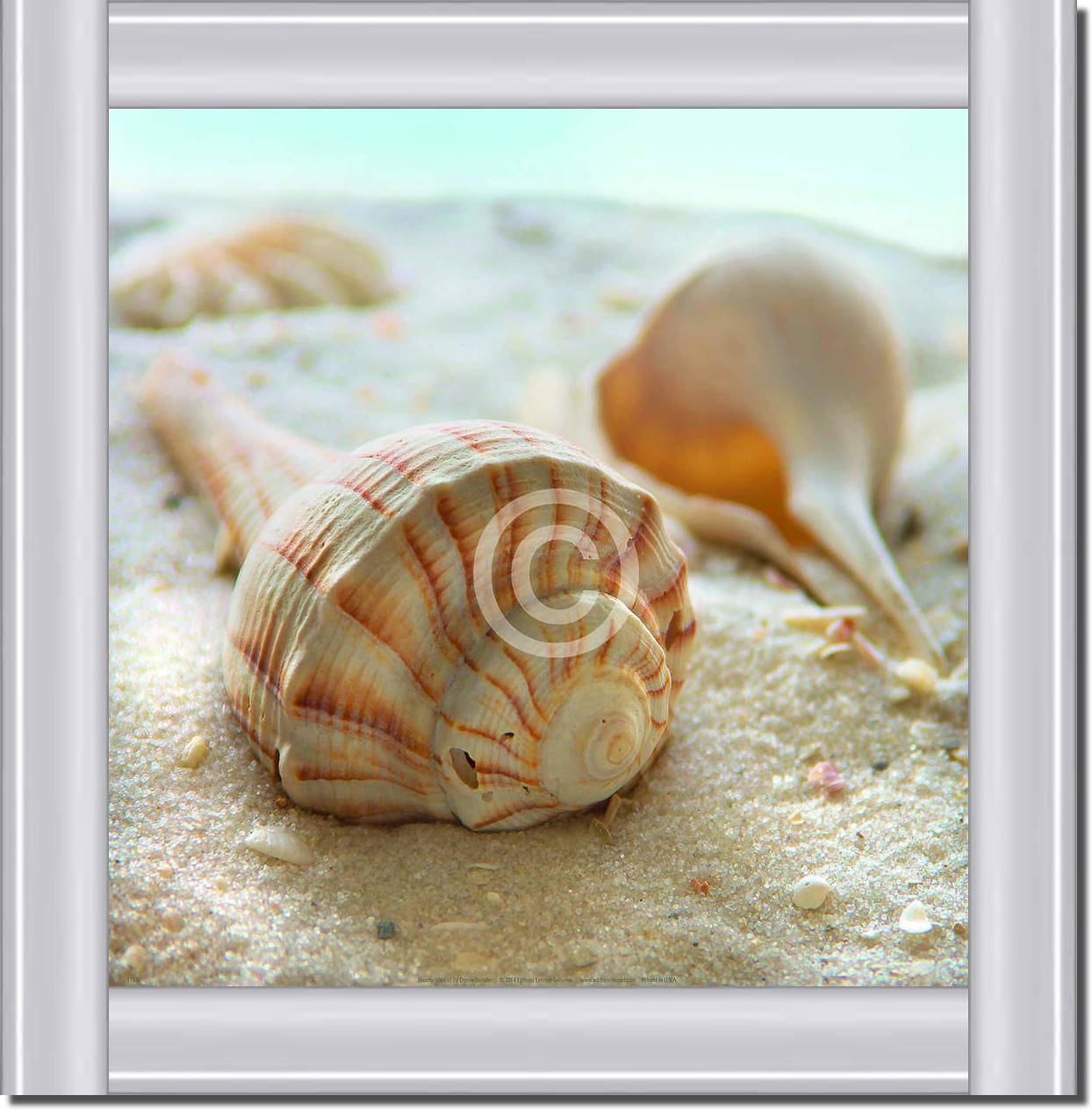 Beach Shell III                  von Donna Geissler