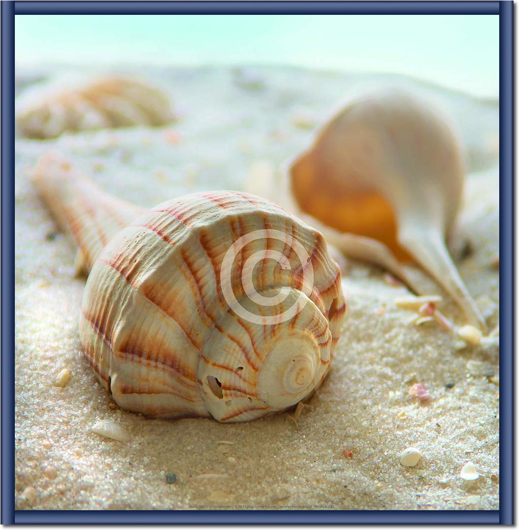 Beach Shell III                  von Donna Geissler