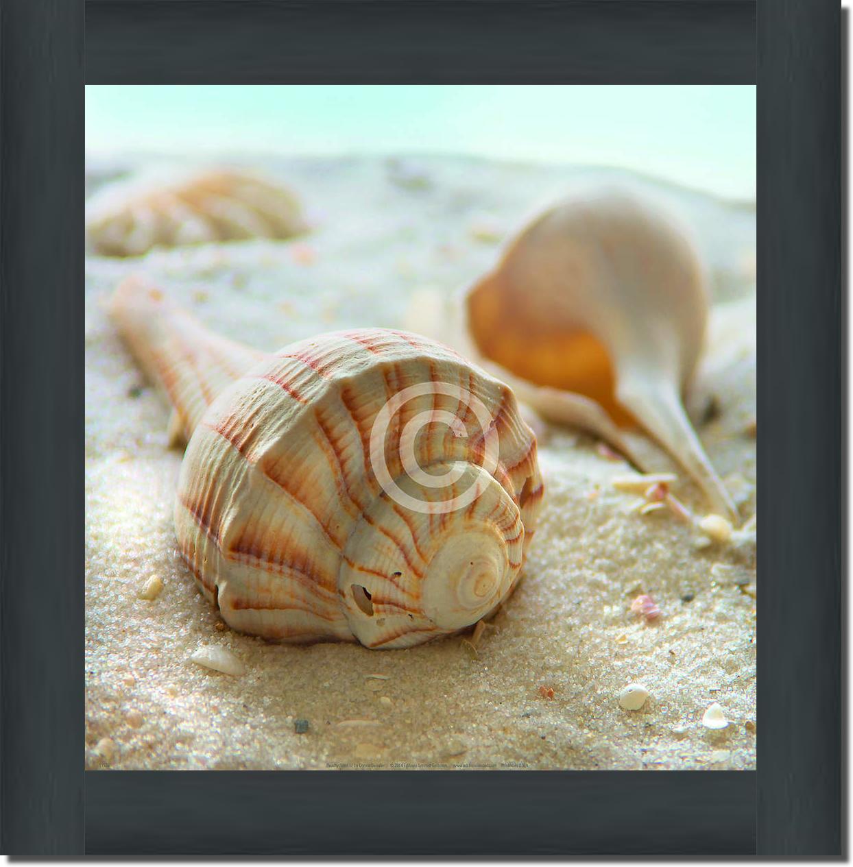 Beach Shell III                  von Donna Geissler