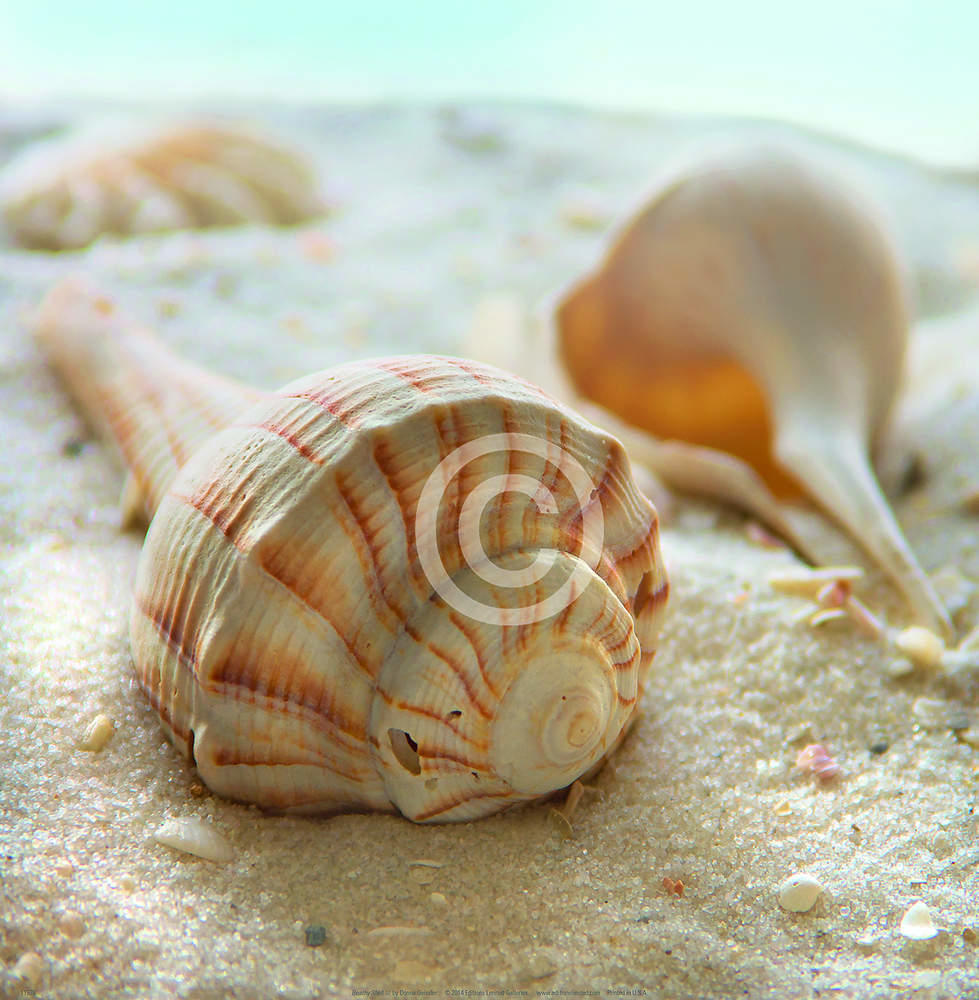 Beach Shell III                  von Donna Geissler