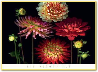 Dahlia Garden                    von Pip Bloomfield