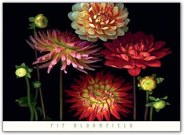 Dahlia Garden                    von Pip Bloomfield